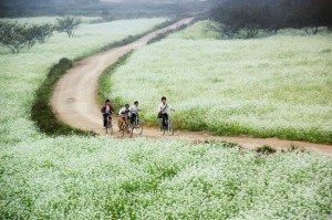 Mộc Châu: Mùa hoa về – Tour chụp ảnh cưới HOT của tháng 12-2