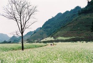 Mộc Châu: Mùa hoa về - Tour chụp ảnh cưới HOT của tháng 12-1